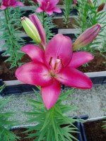 [1658 Koures No01.JPG]